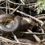Nova espécie de cobra gigante é descoberta na Amazônia