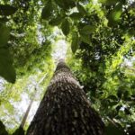 Desmatamento na Amazônia tem queda de mais de 20%, diz Inpe