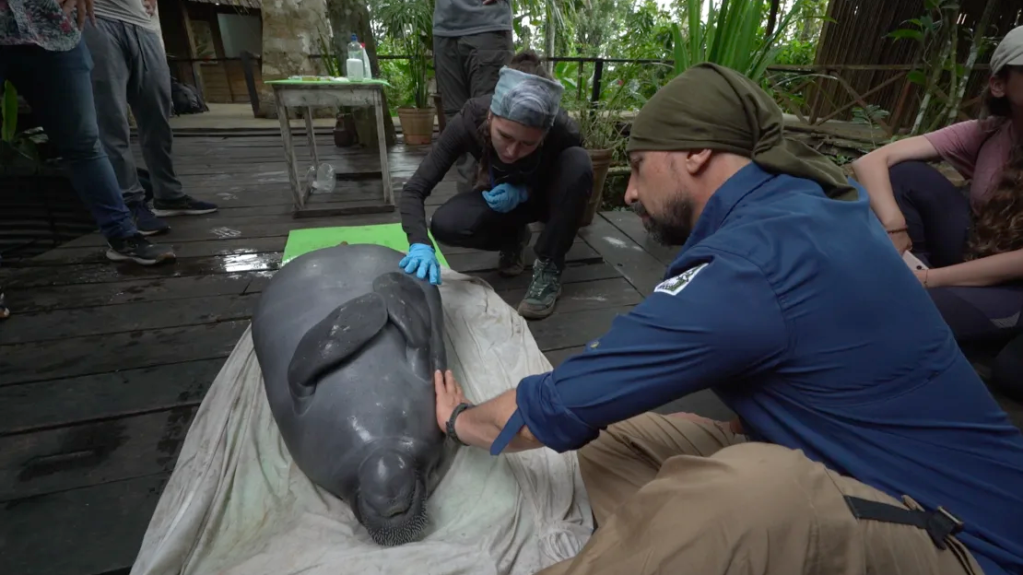 Trujillo, à direita na foto, e a veterinária María Jimena Valderrama, ao centro, realizam um exame em um peixe-boi resgatado nas instalações de reabilitação da Fundação Omacha; esta espécie é considerada vulnerável na Amazônia